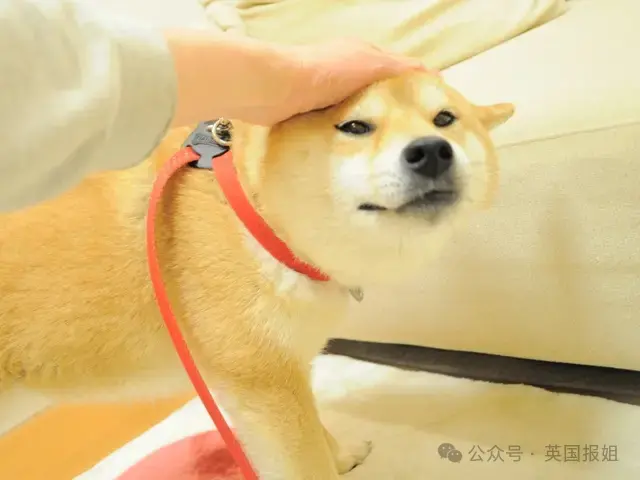 全球最知名狗狗去世！因doge表情包爆火十几年