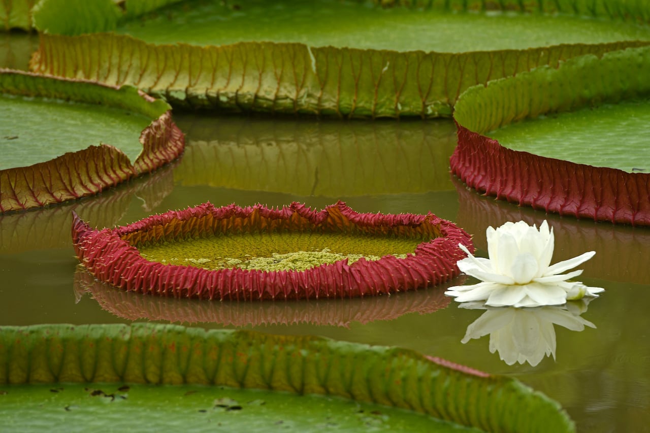 A white water lily floats on a pond. Lily pads are seen throughout.