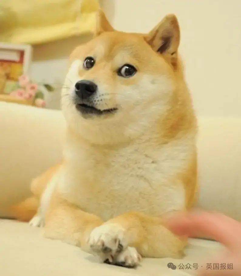 全球最知名狗狗去世！因doge表情包爆火十几年