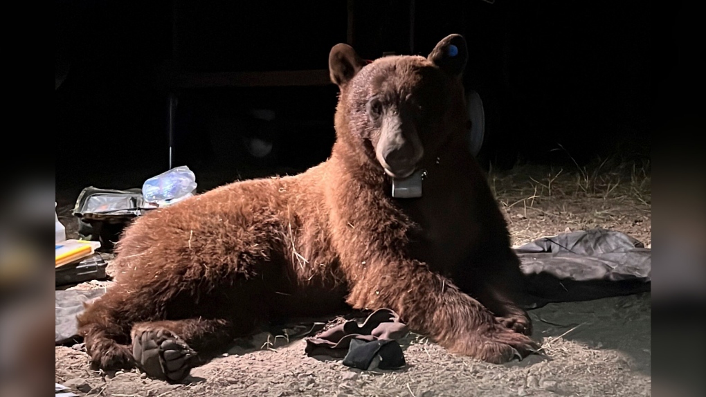 官员称，加州记录了首例黑熊袭击人类的致命事件
