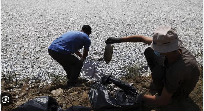 密恐慎入！希腊城市“死鱼爆量” 进入紧急状态