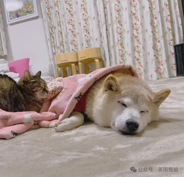 全球最知名狗狗去世！因doge表情包爆火十几年