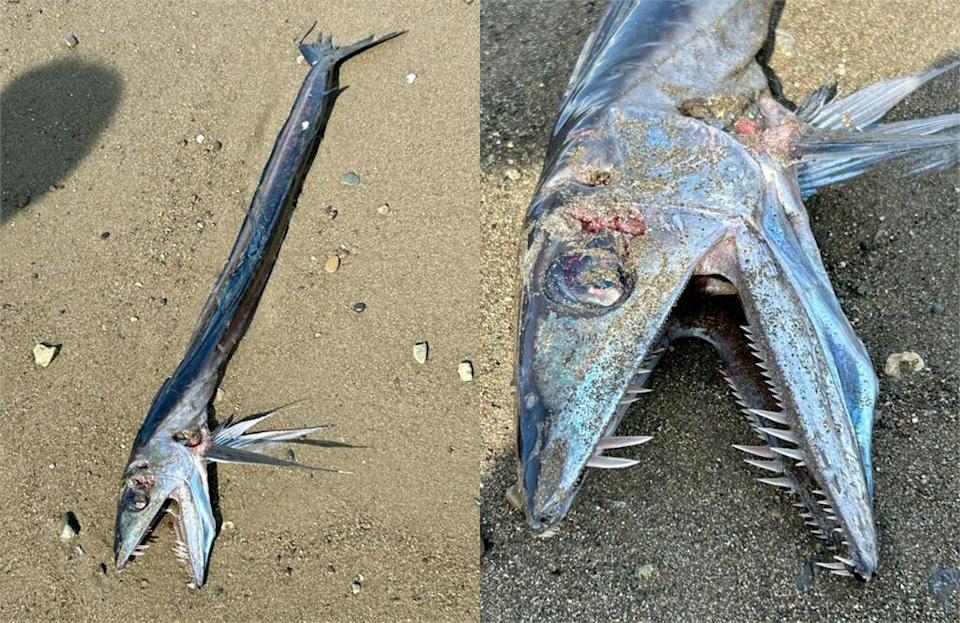 大地震前兆？日本海边惊见“凶猛獠牙怪鱼”