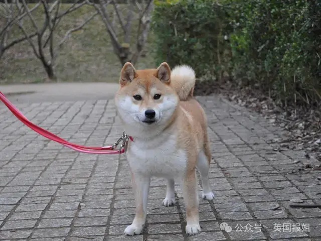 全球最知名狗狗去世！因doge表情包爆火十几年