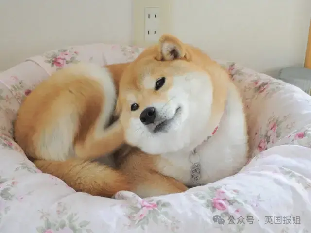 全球最知名狗狗去世！因doge表情包爆火十几年