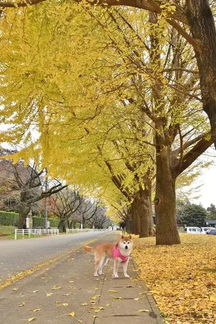 全球最知名狗狗去世！因doge表情包爆火十几年