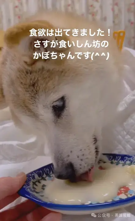 全球最知名狗狗去世！因doge表情包爆火十几年