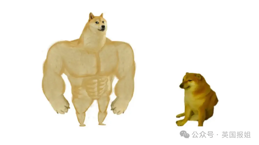 全球最知名狗狗去世！因doge表情包爆火十几年