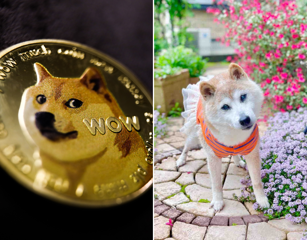 “Doge”模因背后的狗 Kabosu 去世了