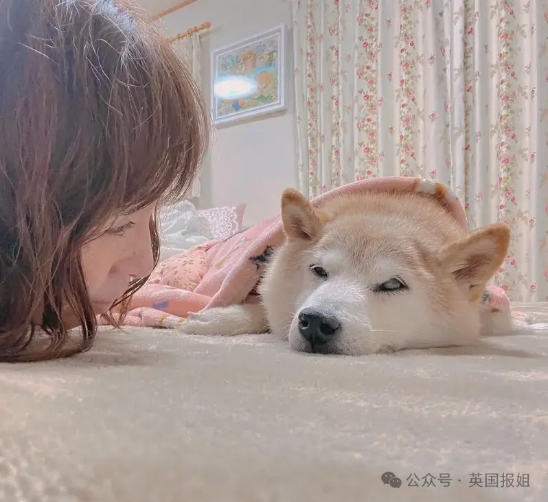 全球最知名狗狗去世！因doge表情包爆火十几年