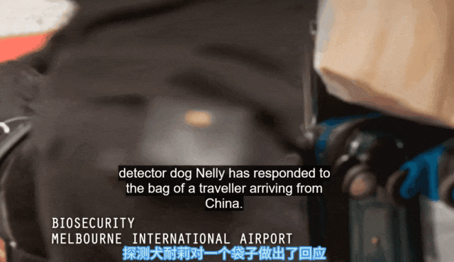 华女入境澳洲被拦!还没反应过来 $3300澳元没了(图)