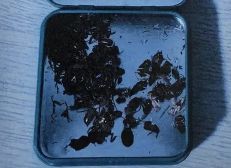 家中搜出昆虫尸体,专挑餐馆下手,她被判刑!(图)