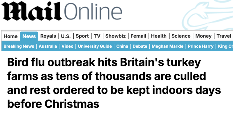 禽流感席卷英国!英国人今年圣诞吃不到火鸡了(组图)