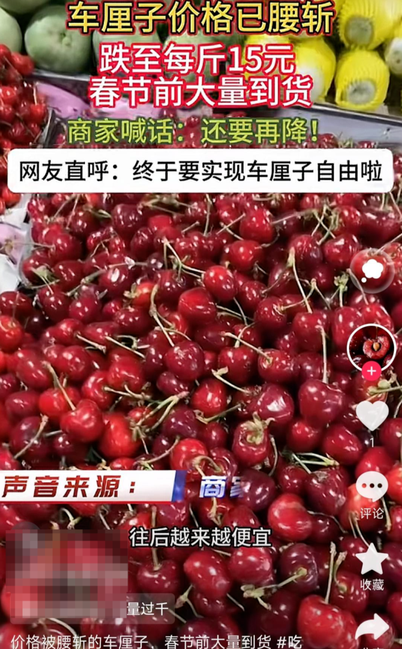 车厘子滞销严重拿去喂猪?业内:部分商家年年卖惨(组图)