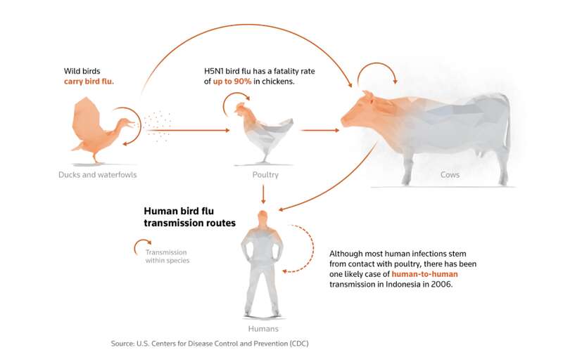 全球发现首个牛禽流感传人病例 会人际传播吗?(图)