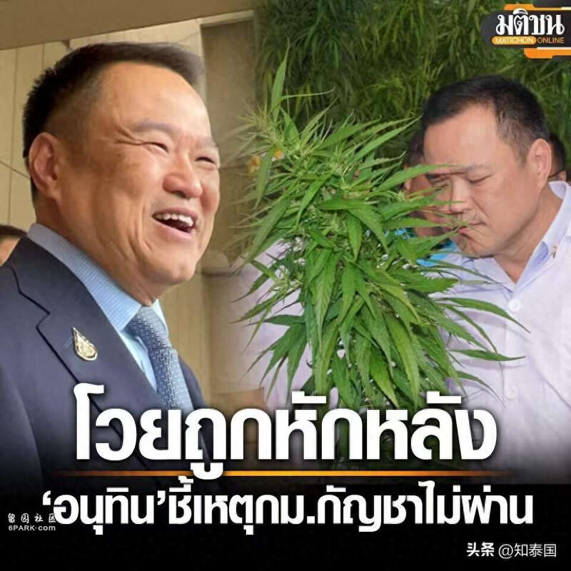 泰国“大麻合法”最大推手-副总理阿努廷直言遭背刺(图)