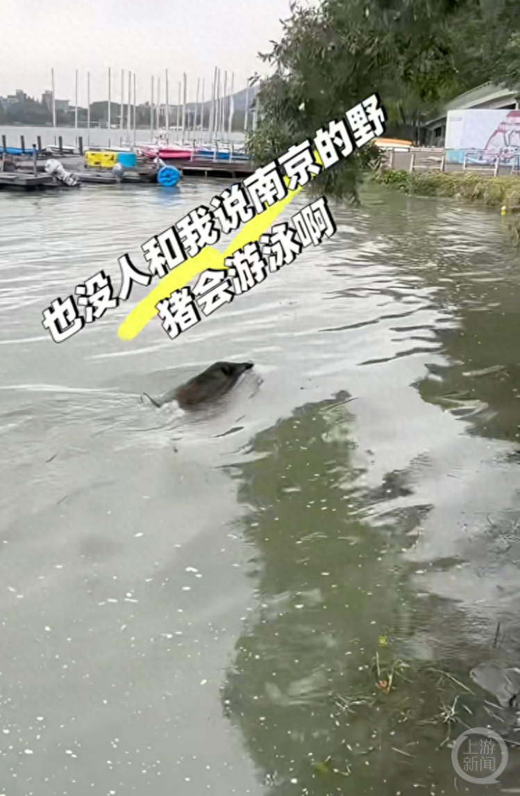 南京玄武湖惊现野猪横渡!多方回应会立即处理(图)