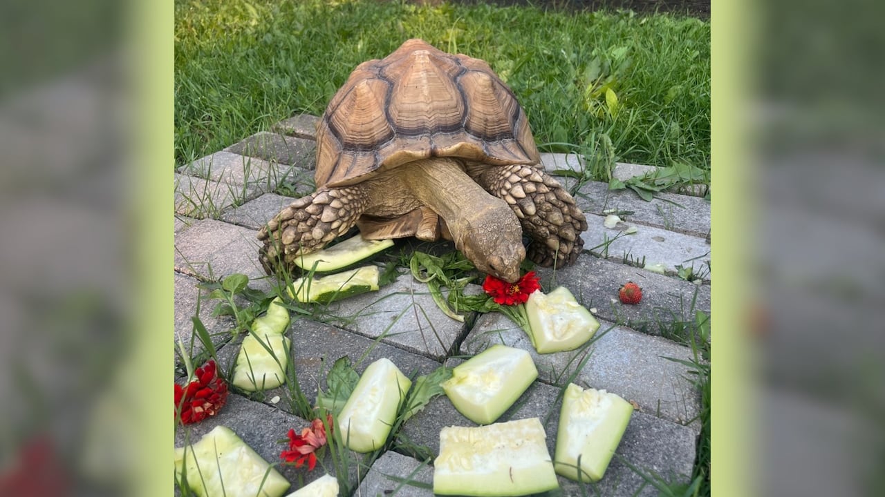 A tortoise eats flower petals and cucumber.