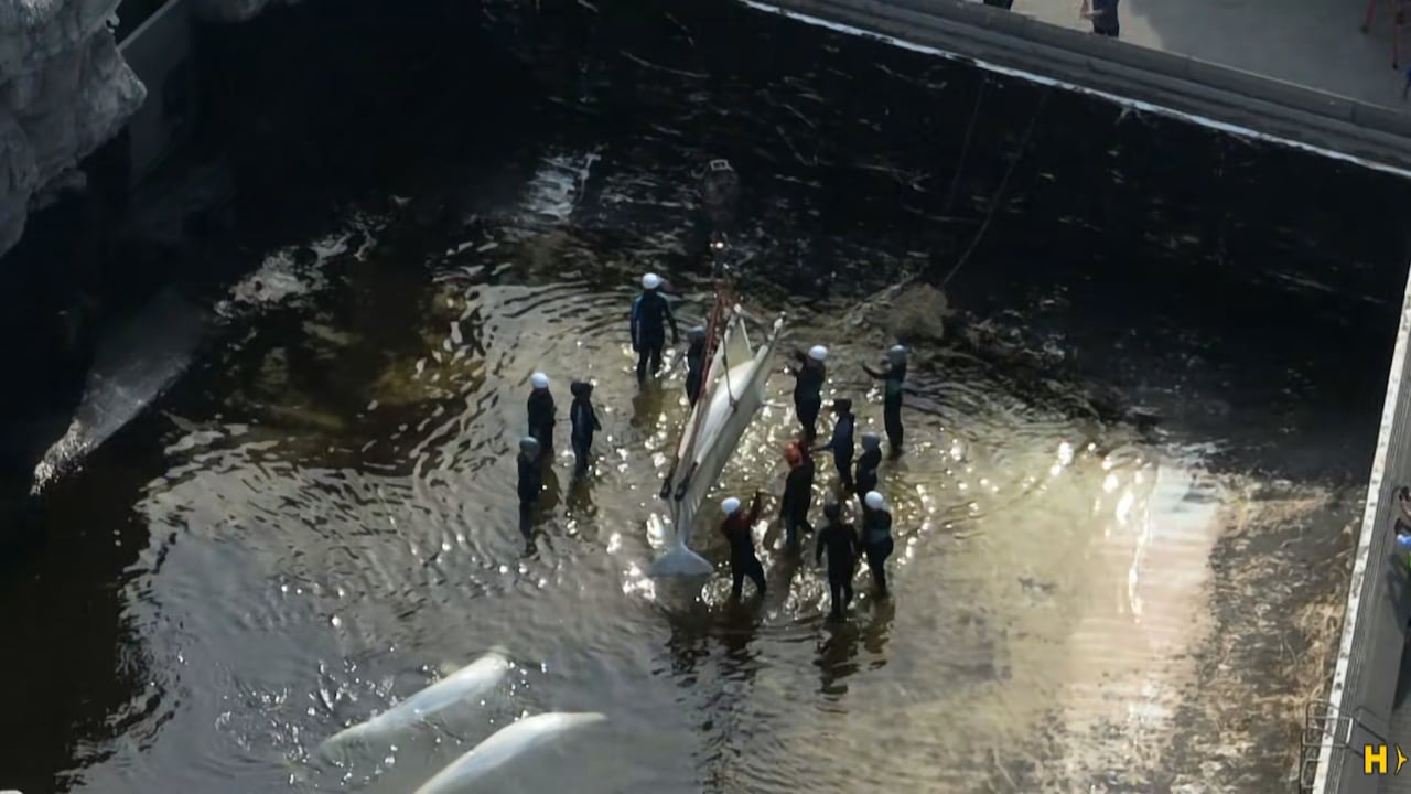 People surround whale being lifted out of water