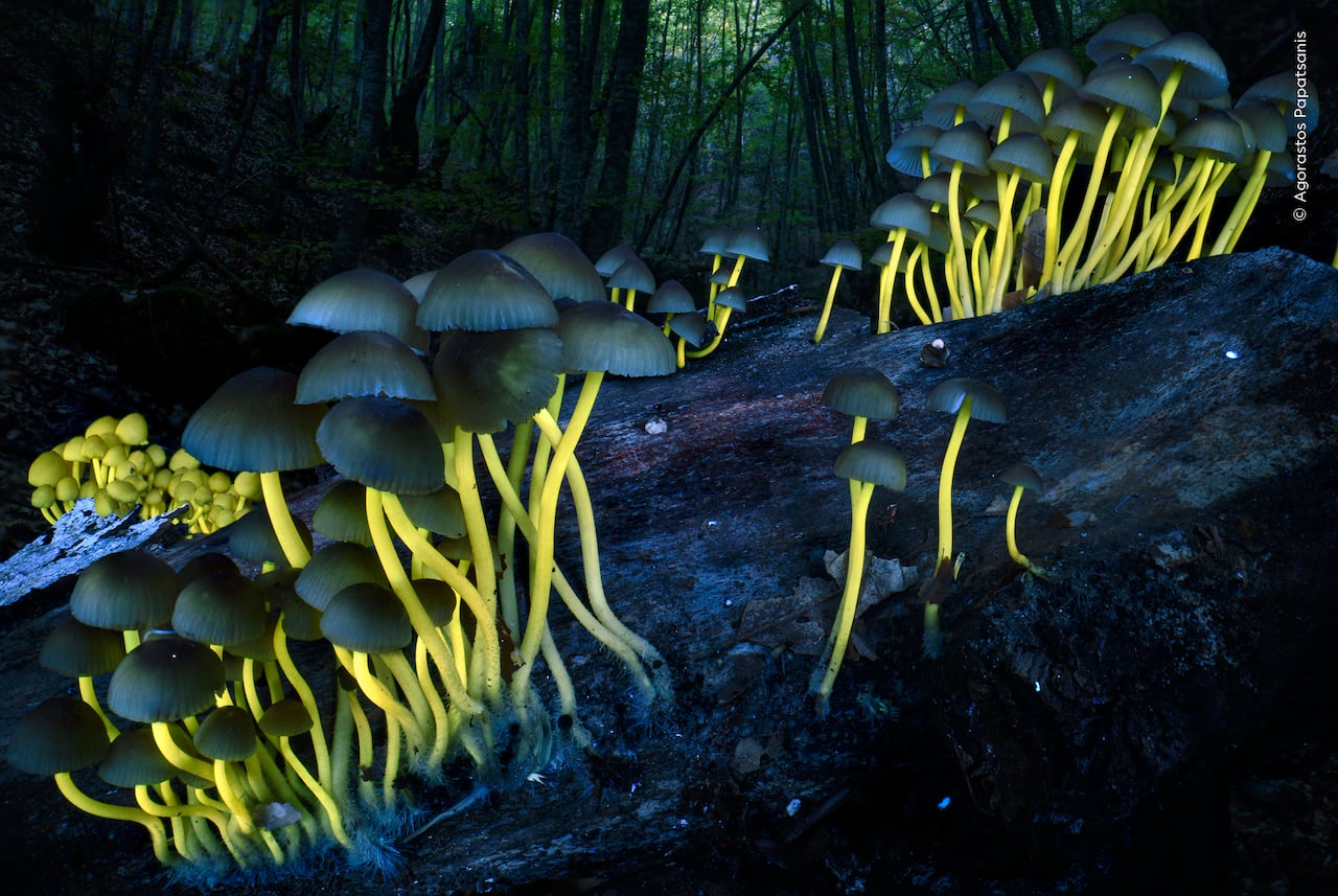 Mushrooms with glowing yellow stems