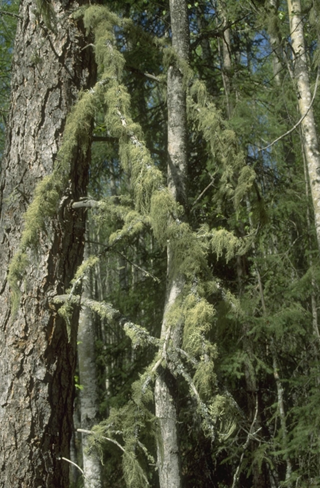 Lichen on branch of old spruce tree in a boreal forest