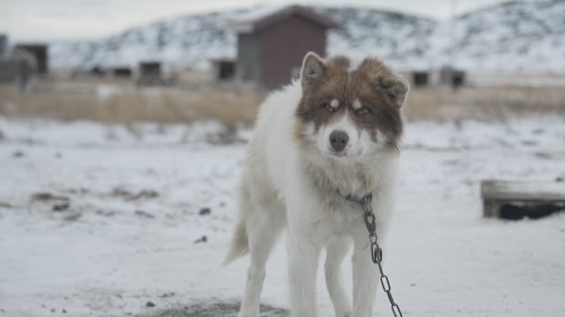 科学新研究解析雪橇犬短腿之谜 当地因纽特人早已洞悉（配图2）