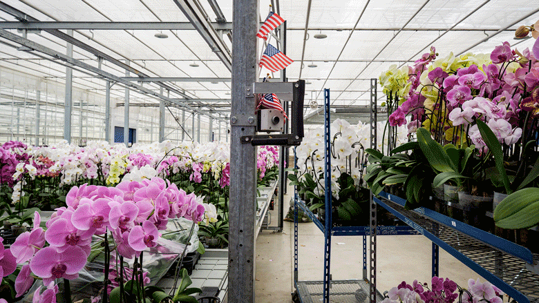 A gif shows rows of flowering orchids with a pole adorned with U.S. flags in the middle of the greenhouse, while another image shows cartons half-filled with orchids for shipment.
