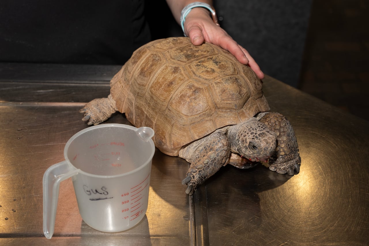A 104-year-old gopher tortoise, is pictured at the Museum of Natural History