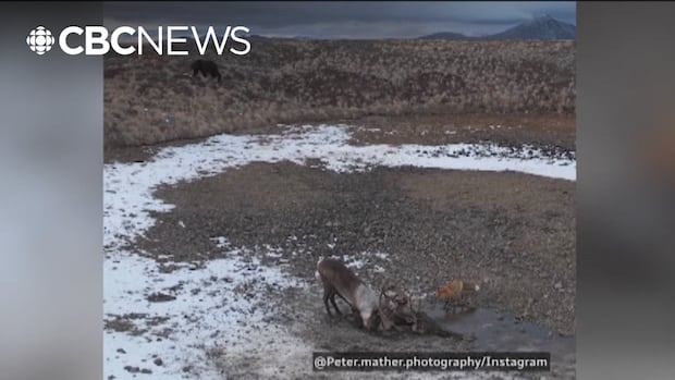 育空地区摄影师拍摄到驯鹿头角锁死携带亡体的罕见画面（配图2）