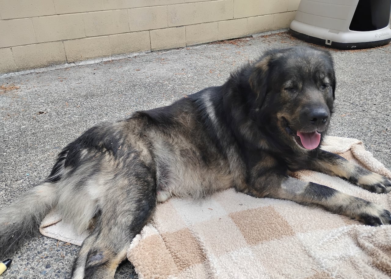 A large fluffy dog lays on a blanket with its tongue out.
