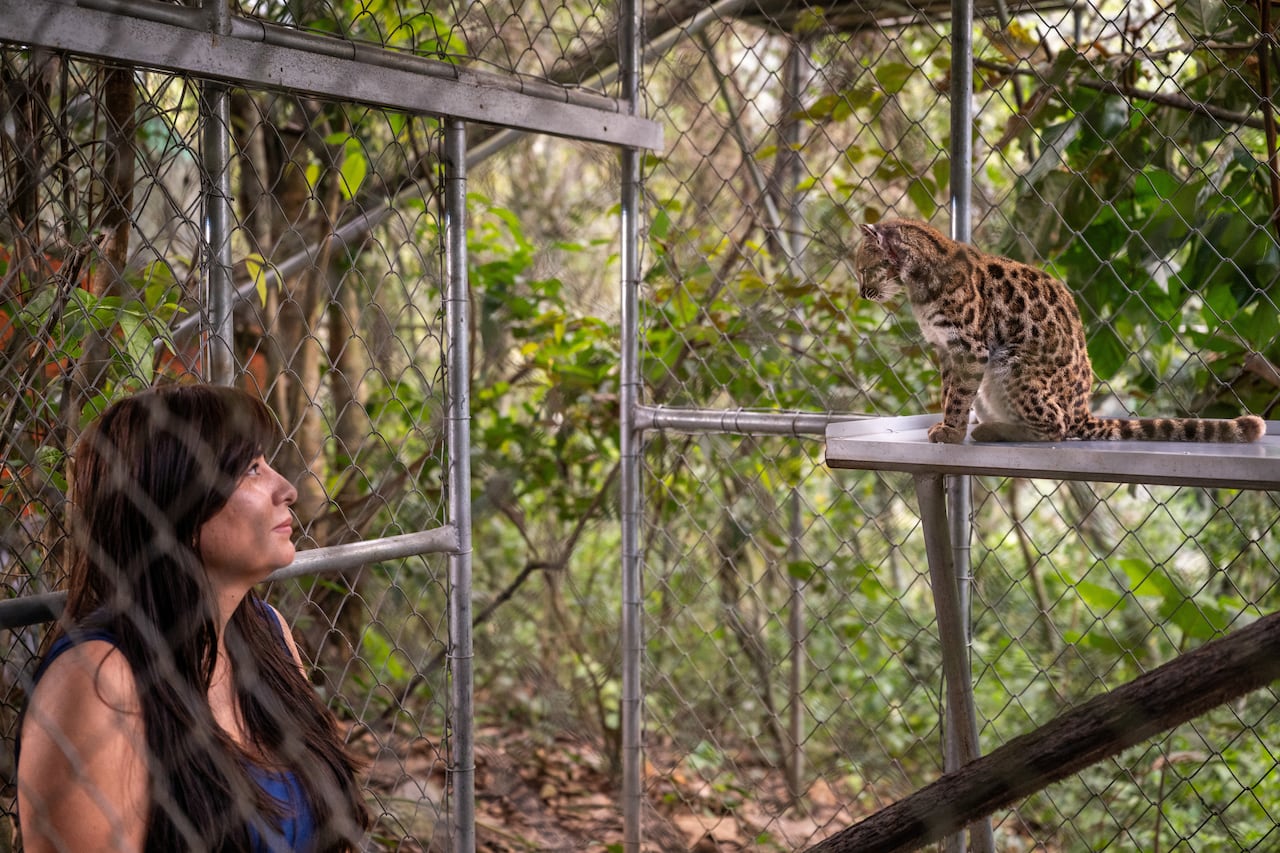 Woman looks at cat on a platform in a large cage