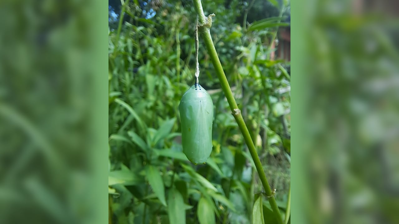A green cocoon dangles from a branch.
