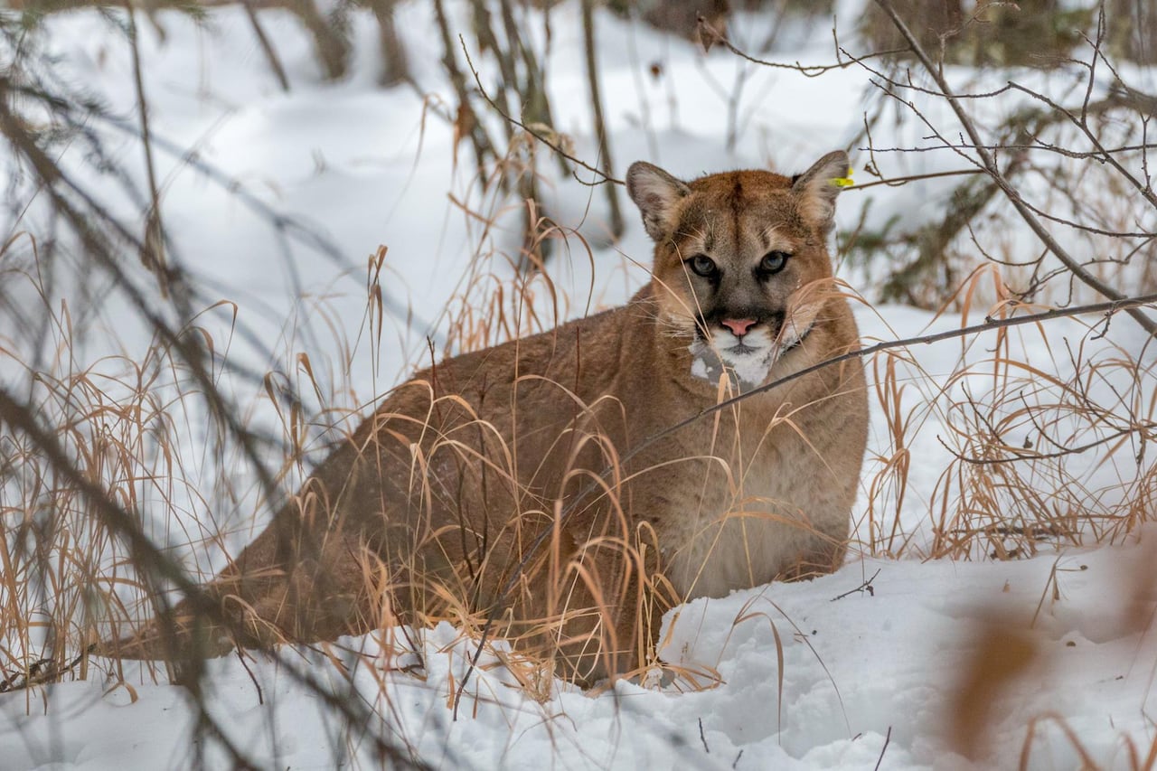 Adult cougars and their kittens are collared for research purposes under Alberta's cougar adaptive management program.