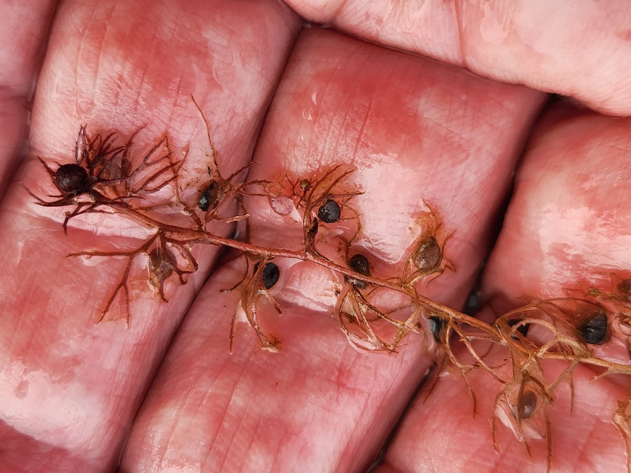 Botanist finds a plant that doesn't normally grow in Iqaluit, Nunavut.