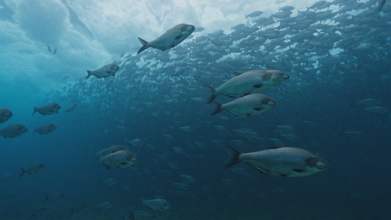 A school of thousands of gizzard shad seen under the ice from an underwater perspective.