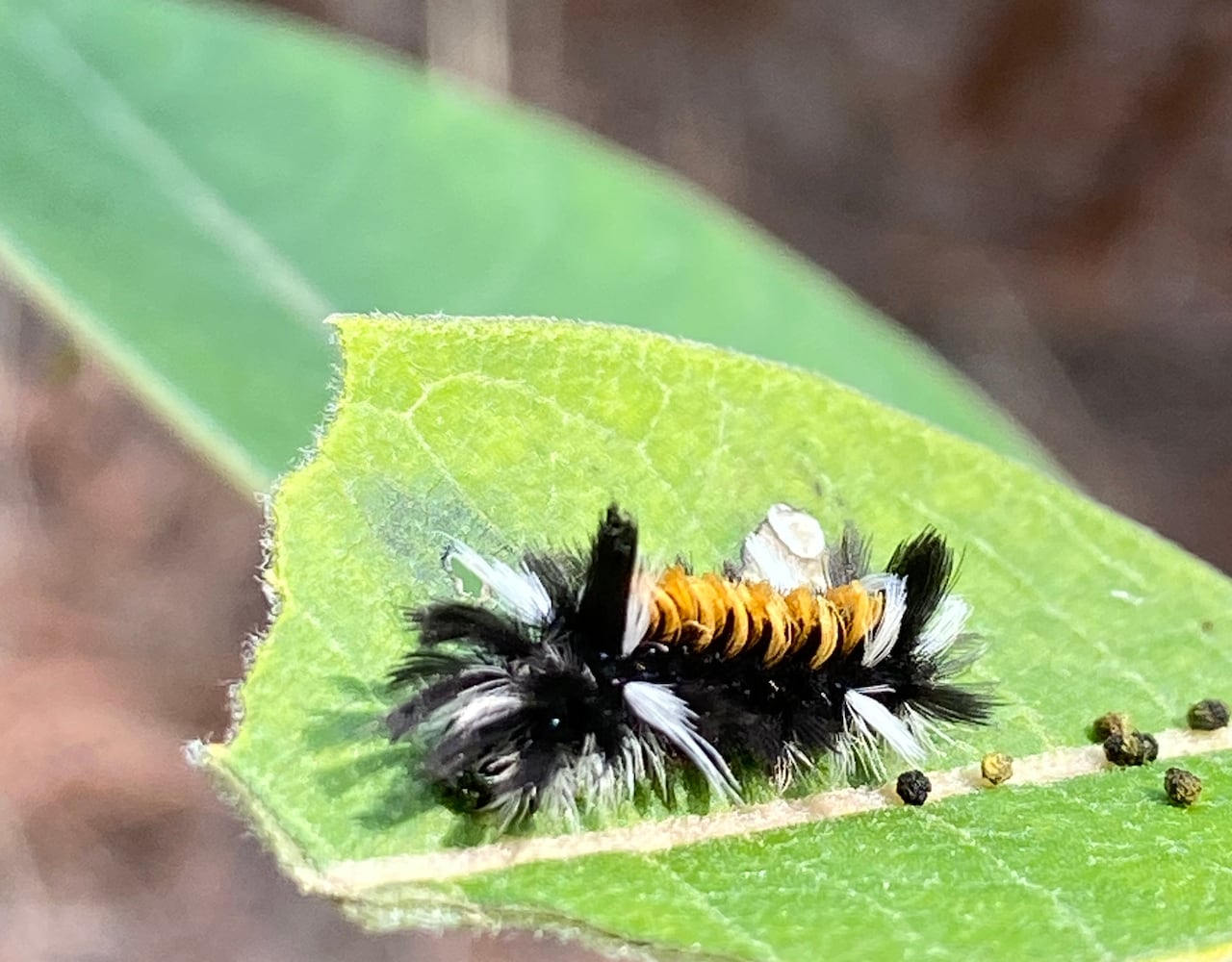 A very fluffy caterpillar