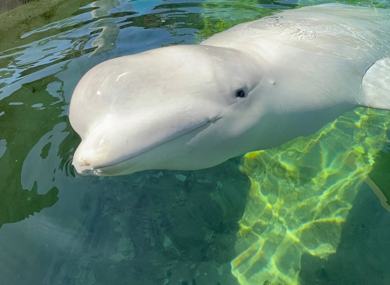 A close up of a smiling white whale