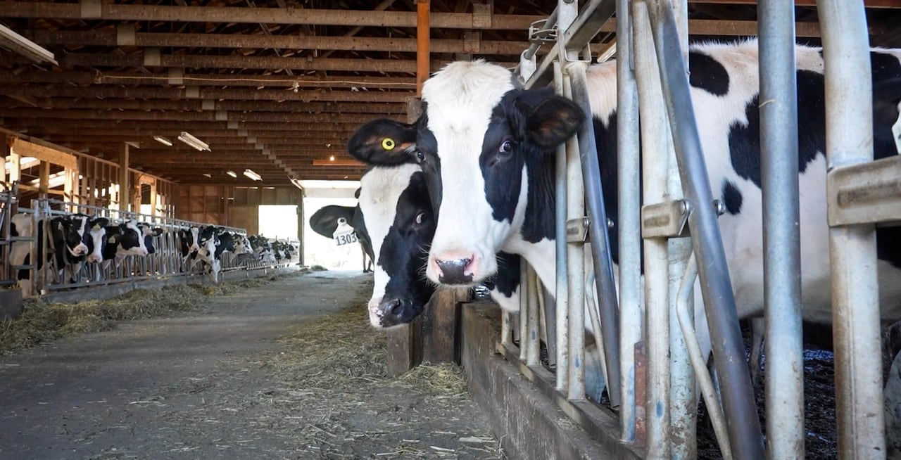 cows