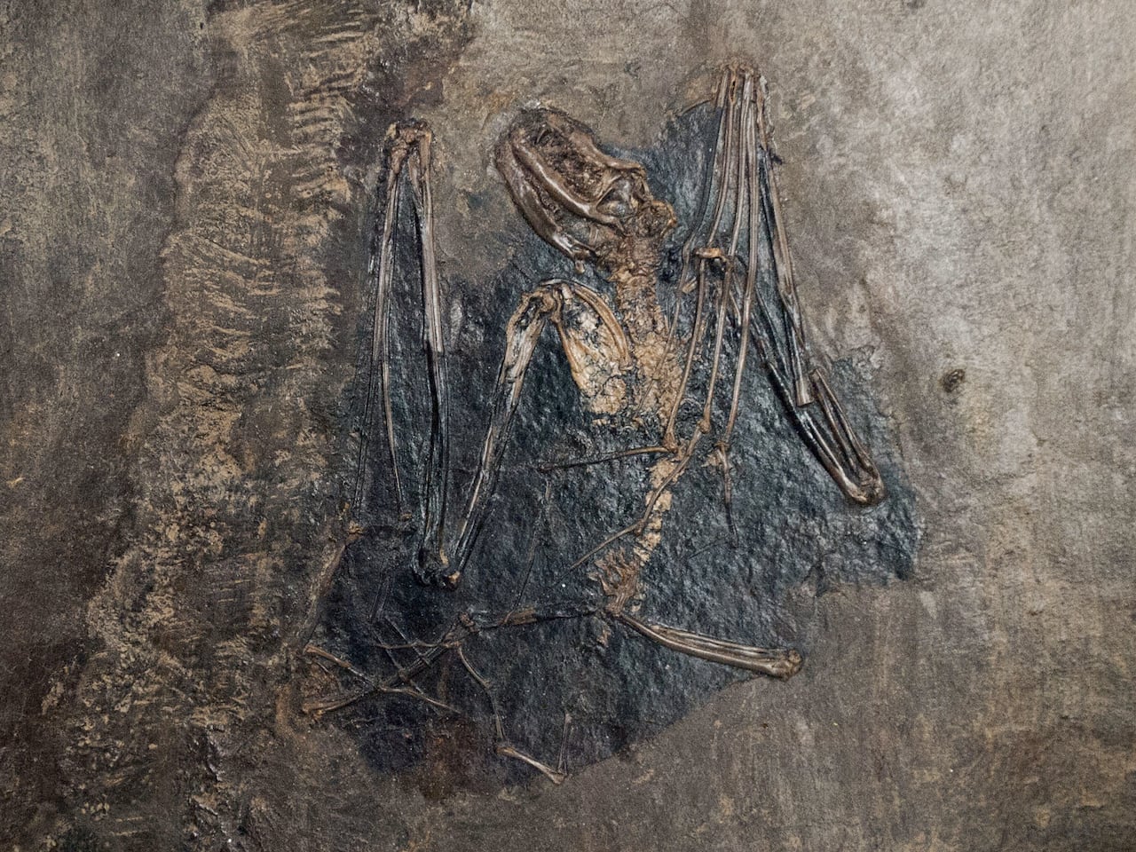 Bat fossil embedded in rock