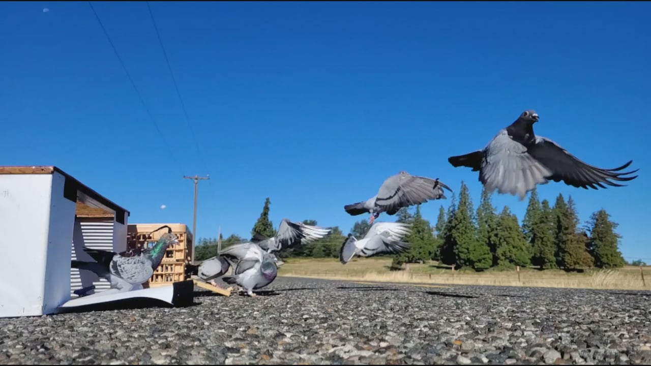 Several grey pigeons fly from crates.