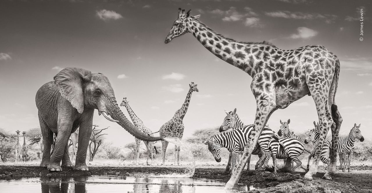 Black and white photo where elephant sprays water on zebras at a watering hole as giraffes look on