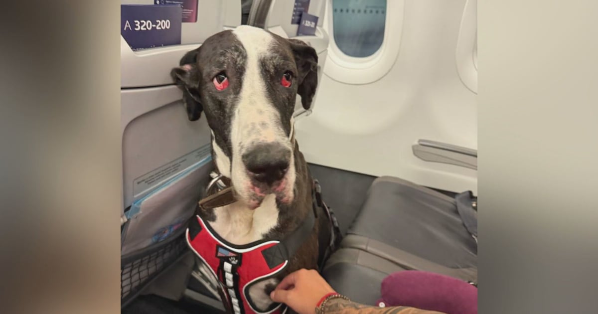 大多伦多华人关注：墨西哥航空拒载糖尿病患者及其大型助残犬（配图1）