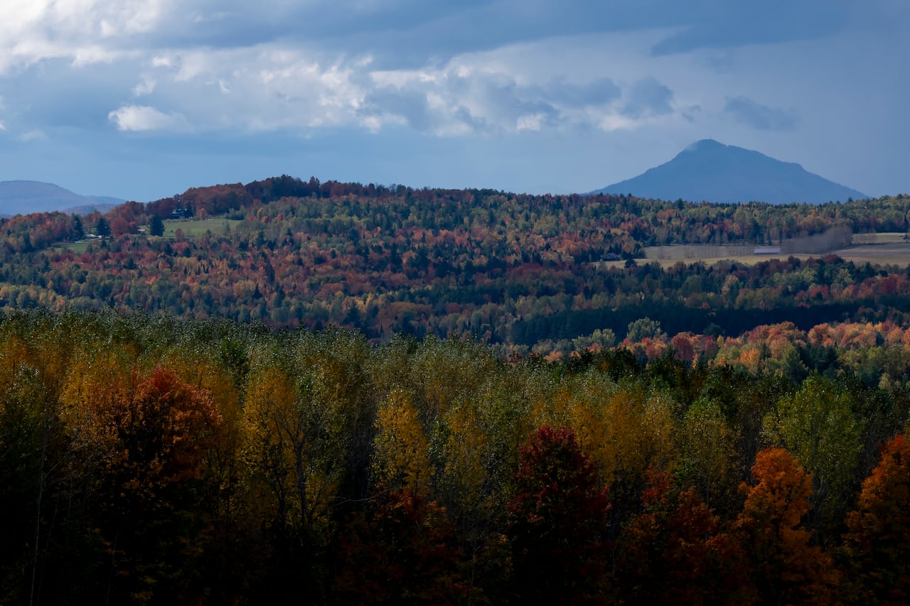 A landscape scene of forest in fall colours of reds, orange and yellows.