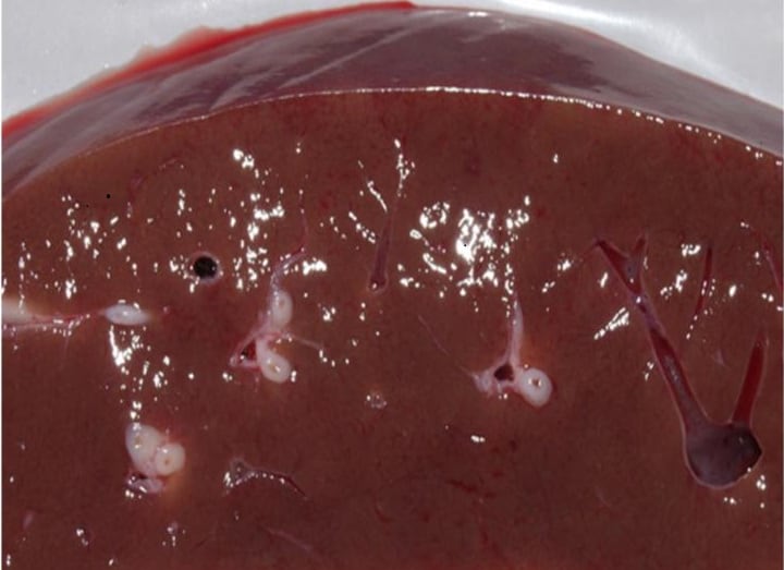 Cross section of an elk liver with white spots on it.