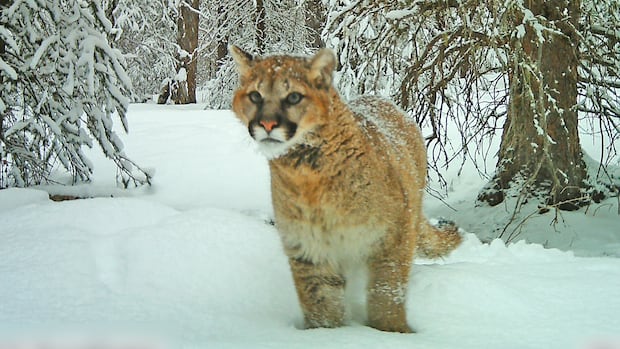 阿尔伯塔美洲狮死亡率高：人类活动和狩猎成主要原因