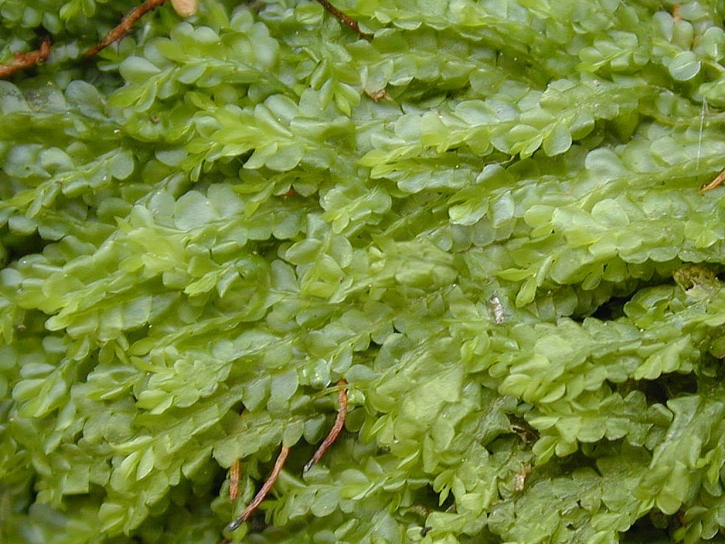 A closeup of a green, wet, feathery leaves