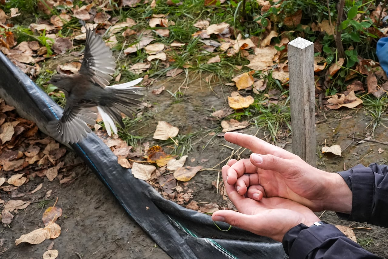 A bird flies out of a man's hands in the forest.