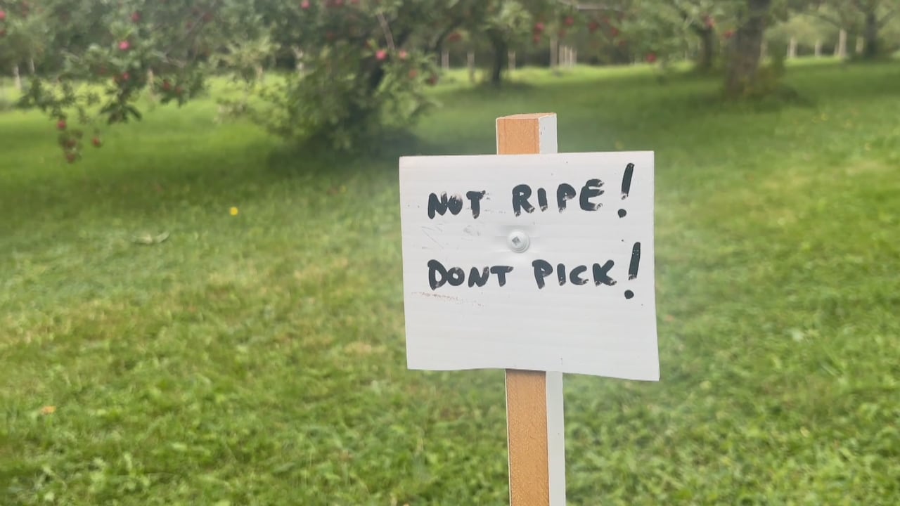 A handwritten sign mounted on a wooden stake in a grassy orchard reads "NOT RIPE! DONT PICK!".