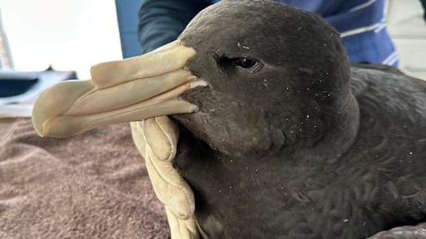 澳洲首次确认海鸟群体因H5N1禽流感大规模死亡，防控形势严峻