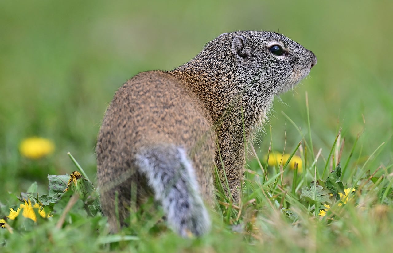 A ground squirrel.